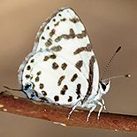Tuxentius calice